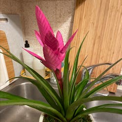 pink quill plant