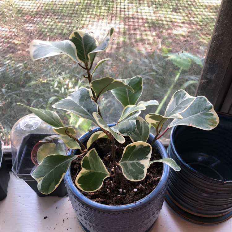Ficus triangularis 'Variegata' plant in a blue pot with variegated leaves.