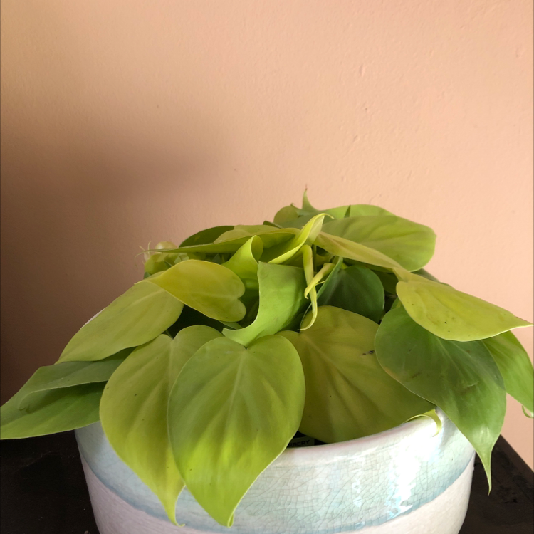 Philodendron Lemon Lime plant in a pot with vibrant green leaves.