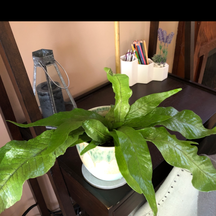 Crocodile Fern in a pot on a table, with vibrant green leaves.