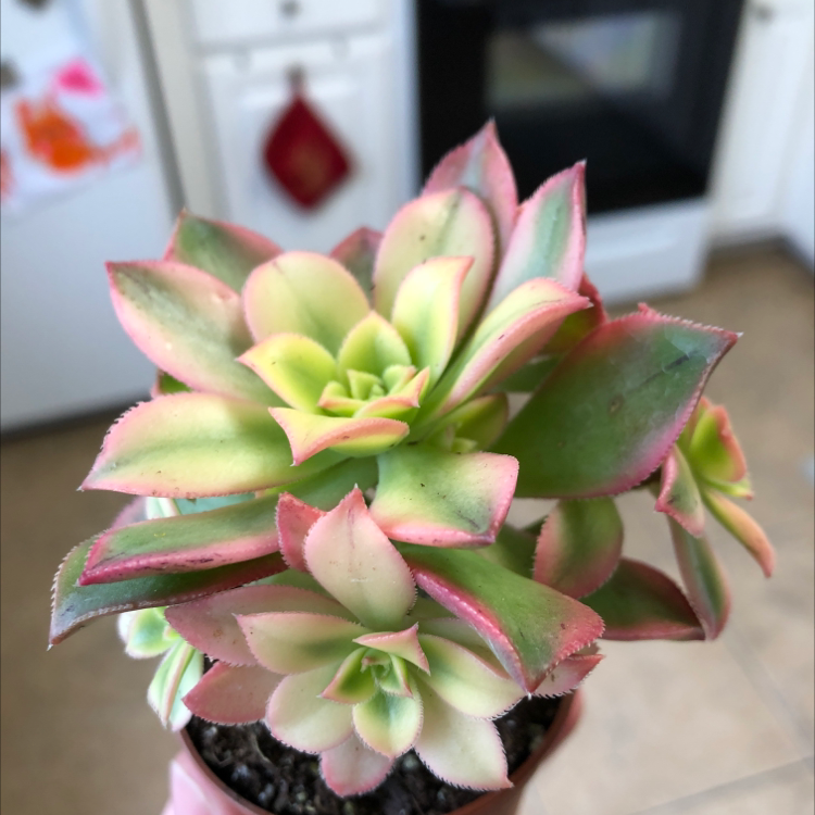 Haworth's Aeonium plant with green and pink leaves held in a hand, kitchen background.