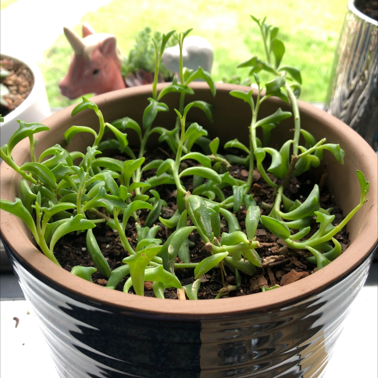 Dolphin Plants plant photo by @Llynnelise named Dolphie on Greg, the plant care app.
