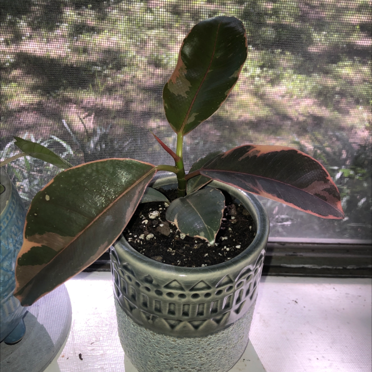 Ficus 'Ruby' plant in a decorative pot on a windowsill with variegated leaves.