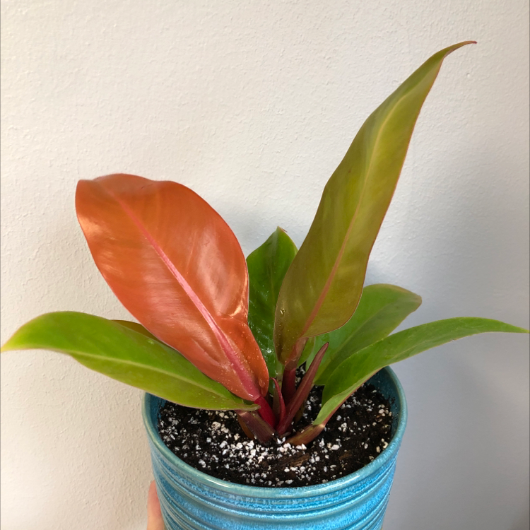 Philodendron Prince of Orange plant in a blue pot with vibrant orange and green leaves.