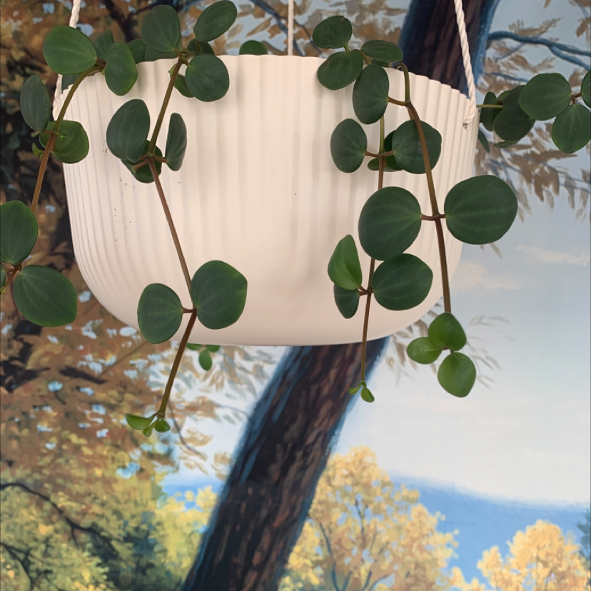 Plant care for Frustrated Pepper on Greg, the plant care app