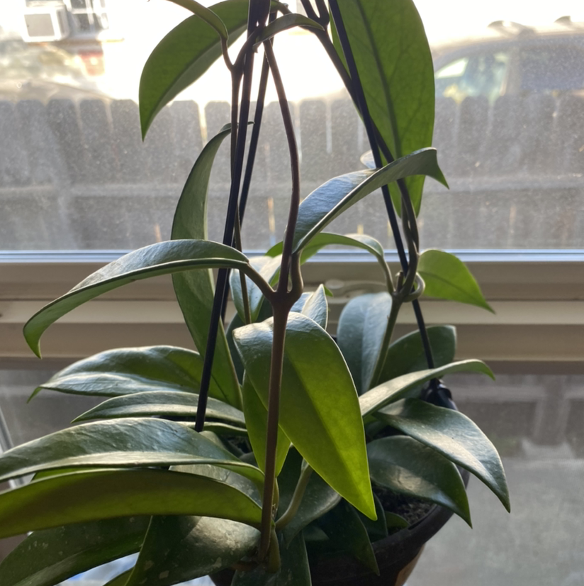 Hoya Pubicalyx plant with healthy green leaves near a window.