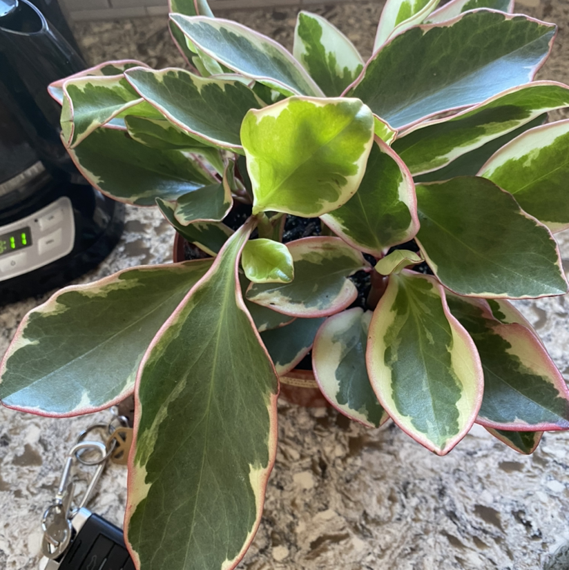 Healthy Jelly Plant with variegated leaves on a countertop.