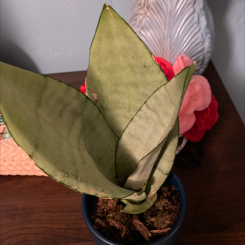 Snake Plant plant photo by @Kellek1023 named Sir Hiss on Greg, the plant care app.