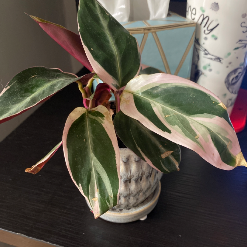 Never Never Plant with variegated leaves in a small pot on a dark surface.