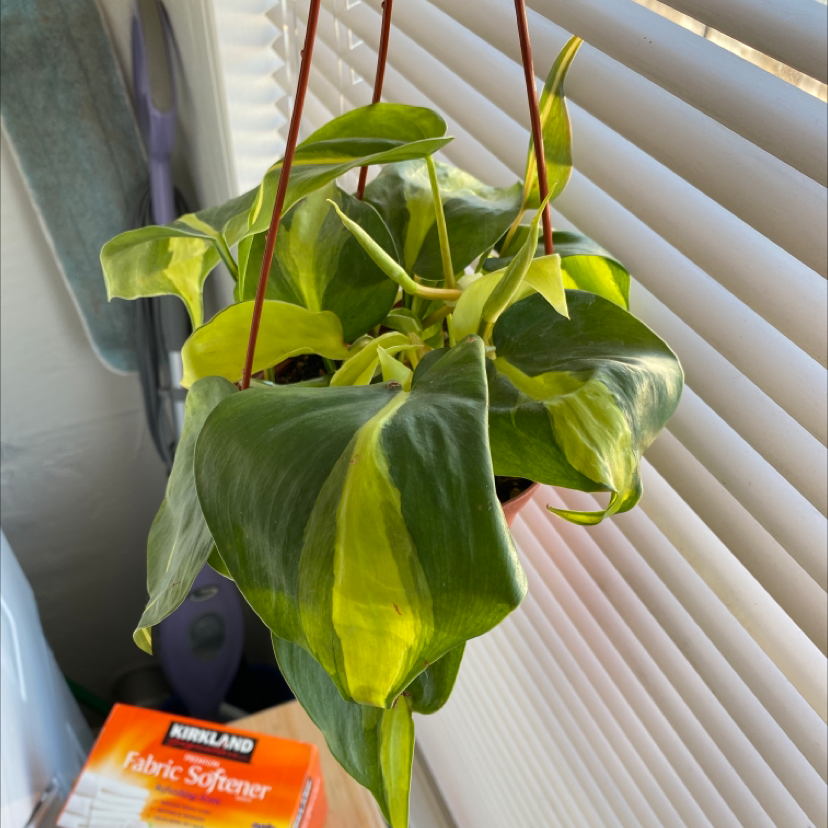 Hanging Philodendron Lemon Lime plant with vibrant green and yellow leaves.