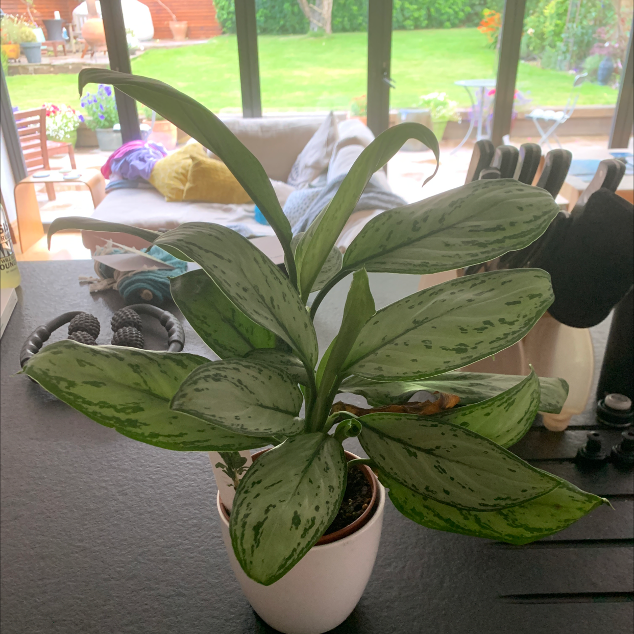 Aglaonema 'Silver Bay' plant in a white pot indoors with vibrant green and silver leaves.