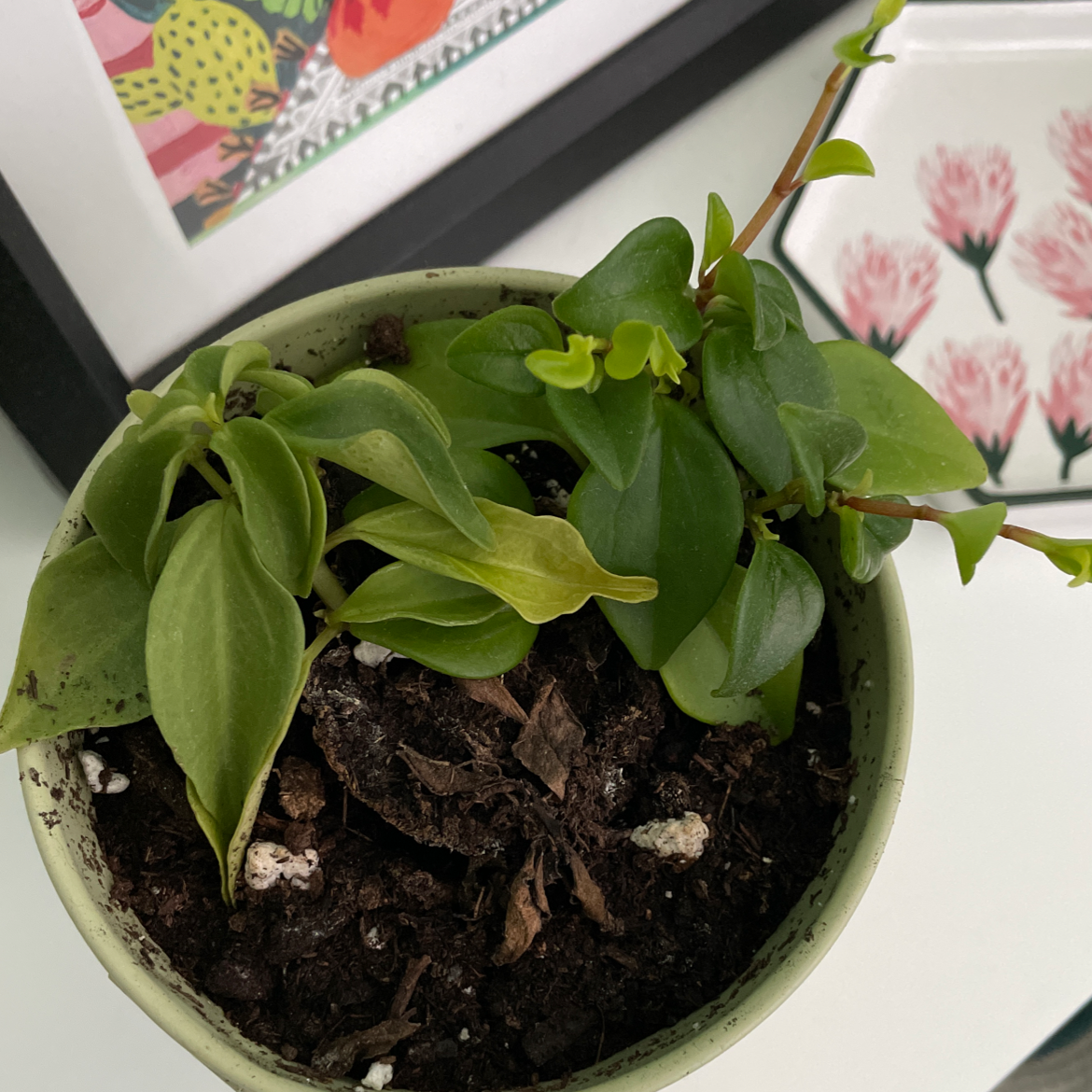 Photo of the plant species Peperomia 'Amigo Marcello' by @Vesves named Syndulla on Greg, the plant care app