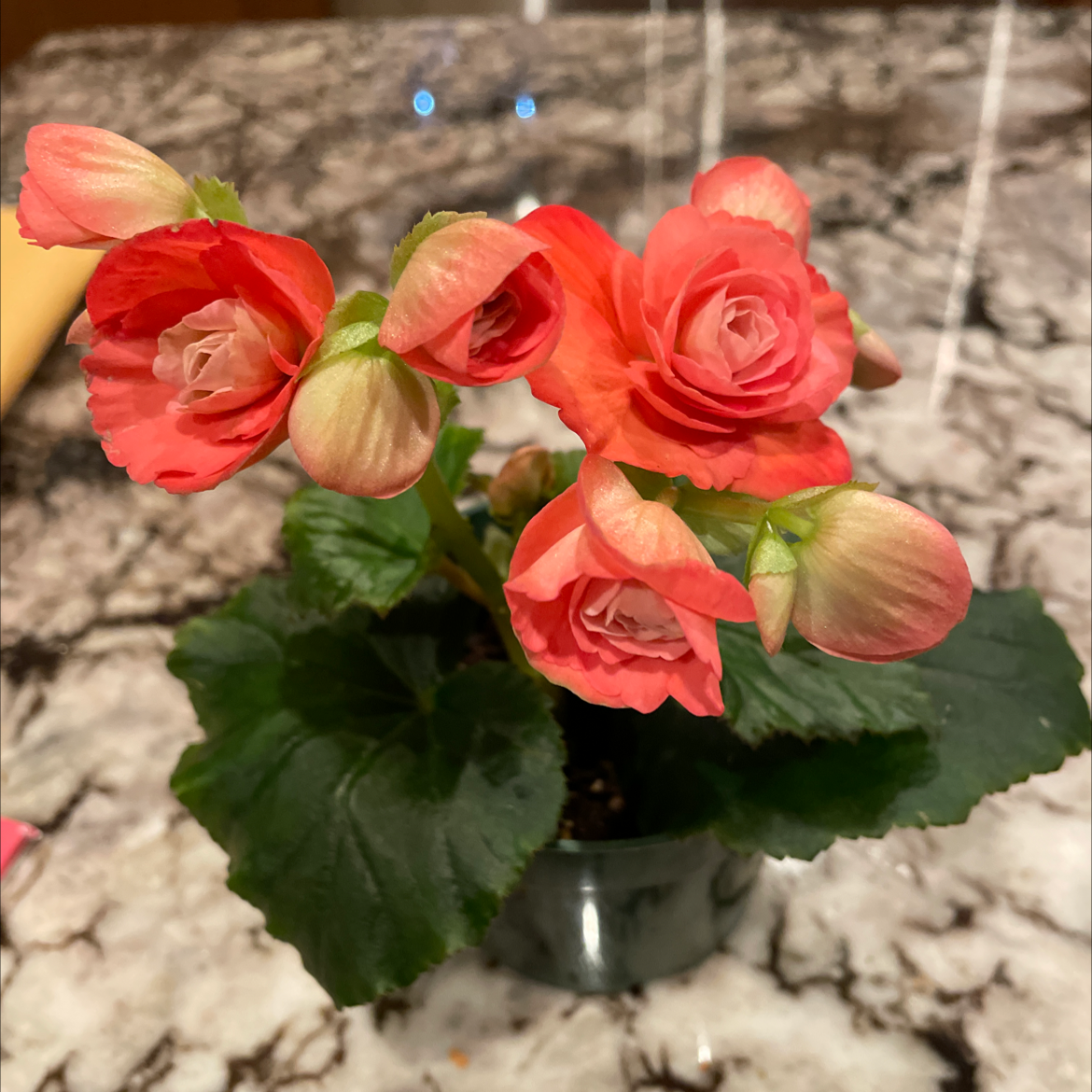 Tuberous Begonia with vibrant flowers and healthy leaves in a pot.