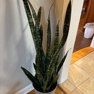 Snake Plant plant in Clarksville, Tennessee