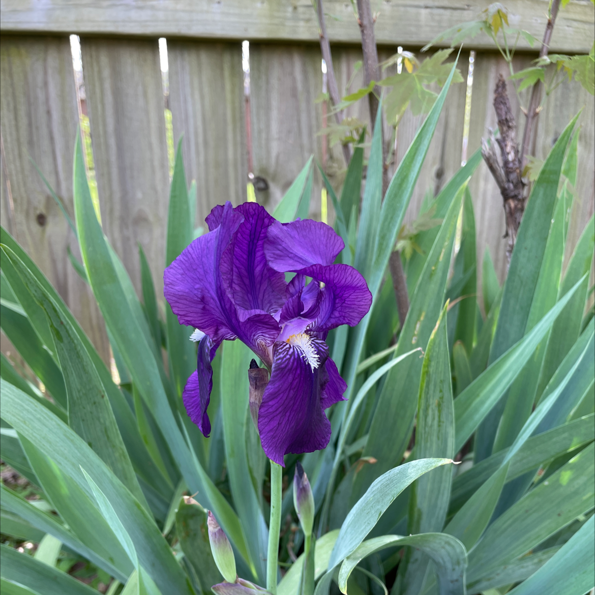 Crimean Iris with vibrant purple flowers and healthy green leaves.