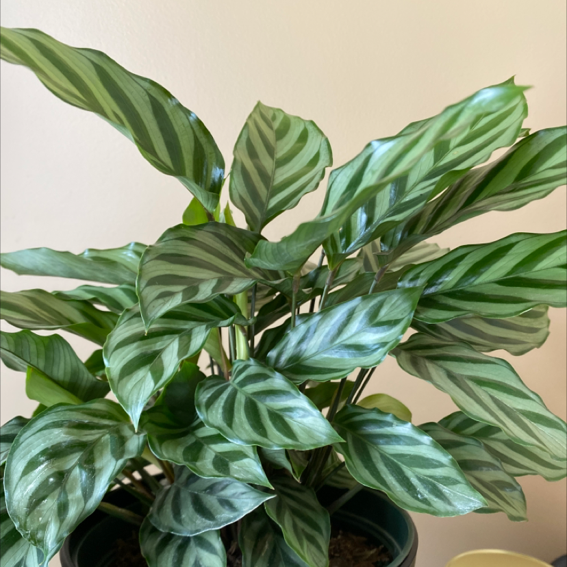 Calathea 'Freddie' plant with vibrant green striped leaves in a pot.