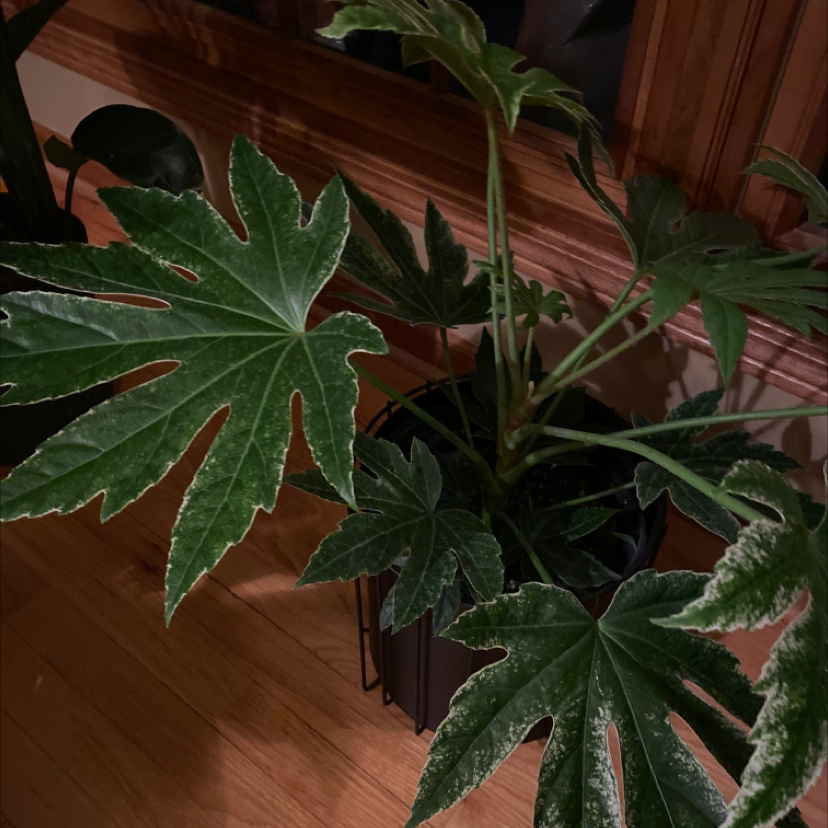 Fatsia plant with large, lobed leaves indoors near a window.