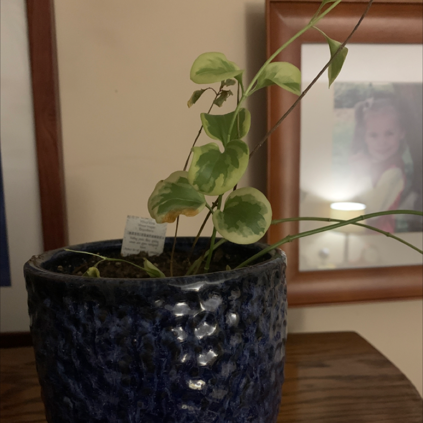 Healthy potted Vinca major (Greater Periwinkle) plant with lush green foliage, no discoloration, in a blue and white ceramic pot.