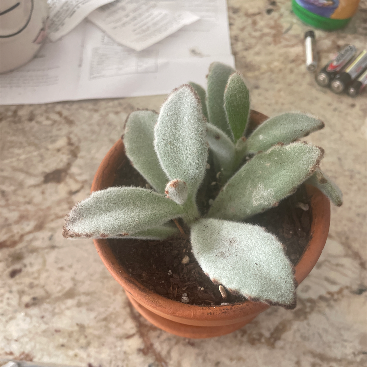 Panda Plant plant photo by @morribaby666 named Walt on Greg, the plant care app.