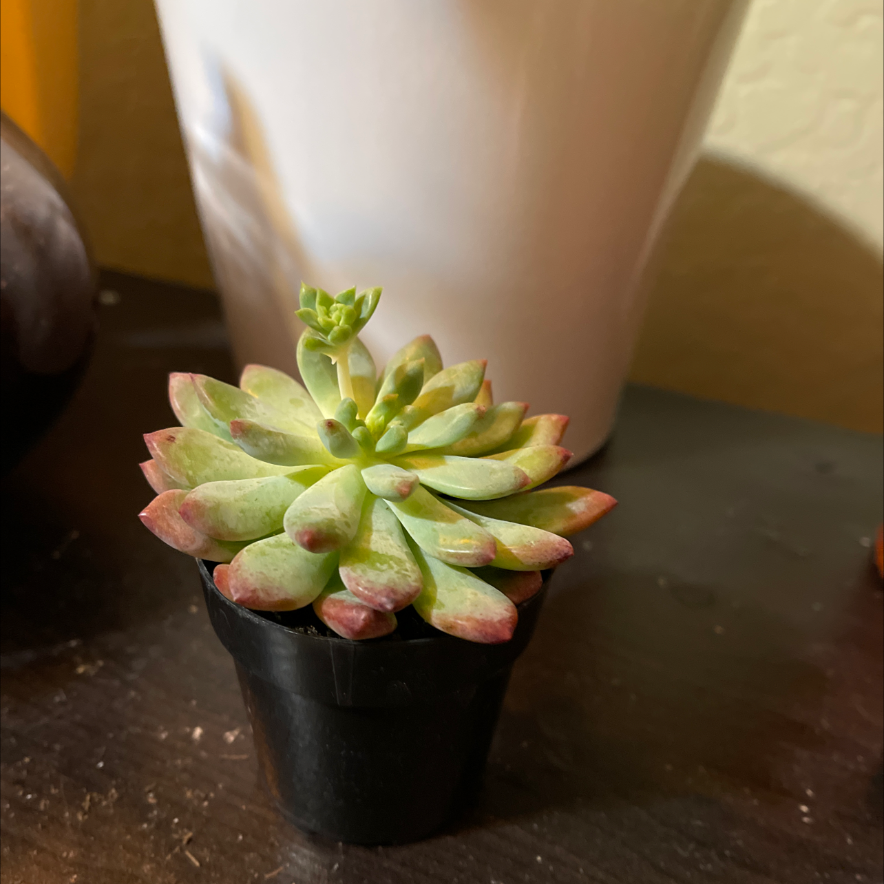 Pearl Echeveria succulent in a black pot with a small flower bud emerging.