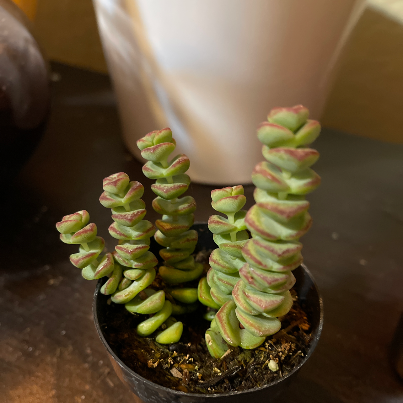 Close-up of a healthy Crassula perforata succulent with stacked button-shaped leaves in shades of green and pink, potted in a small black container.