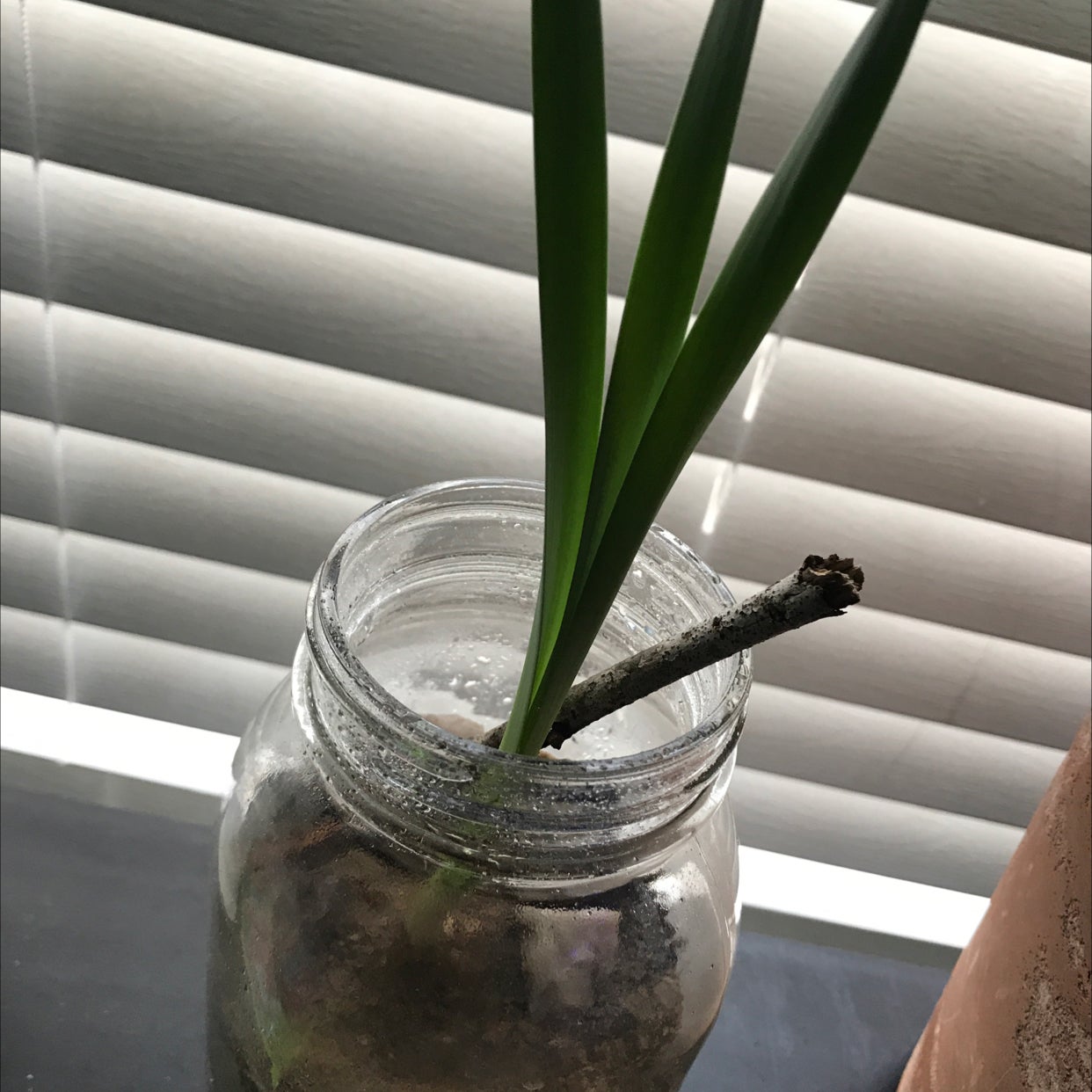 A daffodil plant growing in a jar with soil, showing healthy green leaves.
