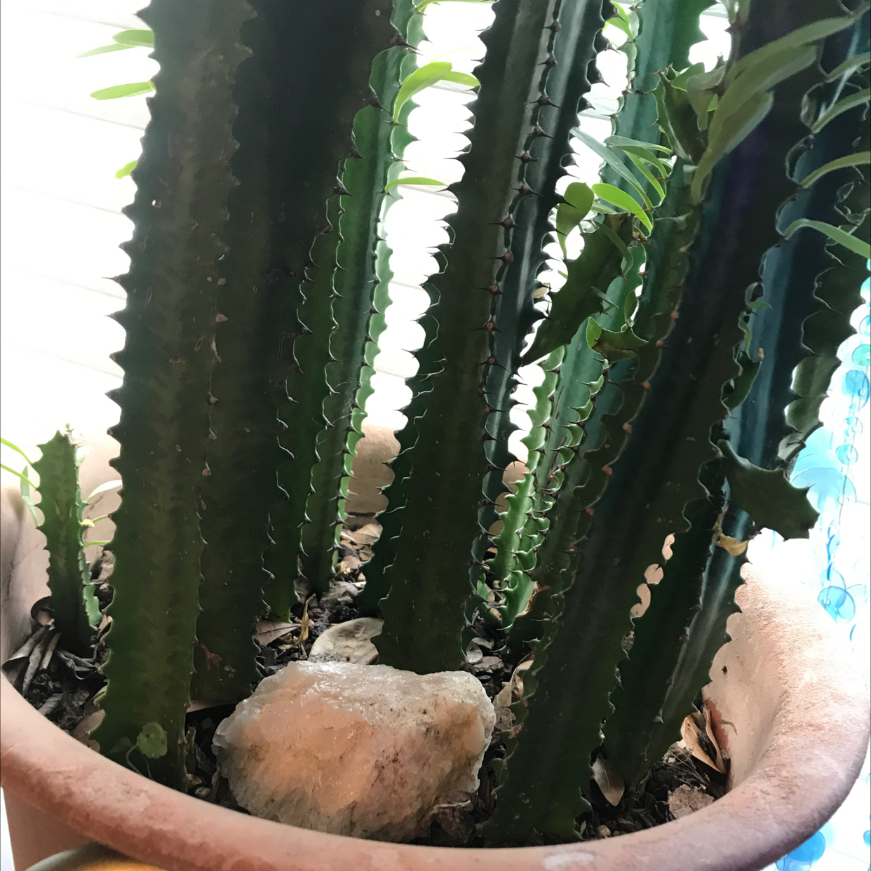 African Milk Tree plant photo by @Indie_go named Everett￼ on Greg, the plant care app.