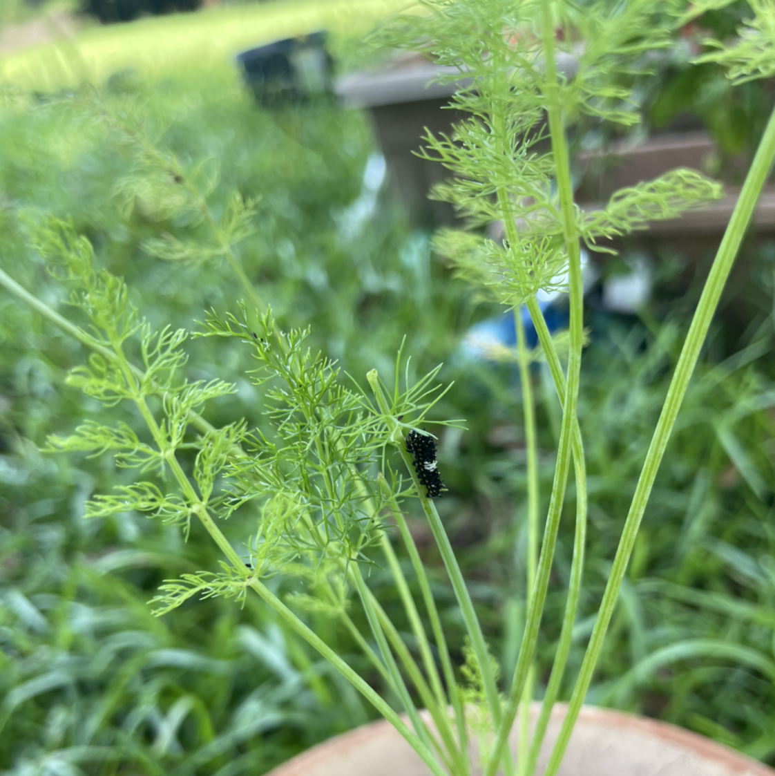 Common Fennel plant with green, feathery leaves in a pot.