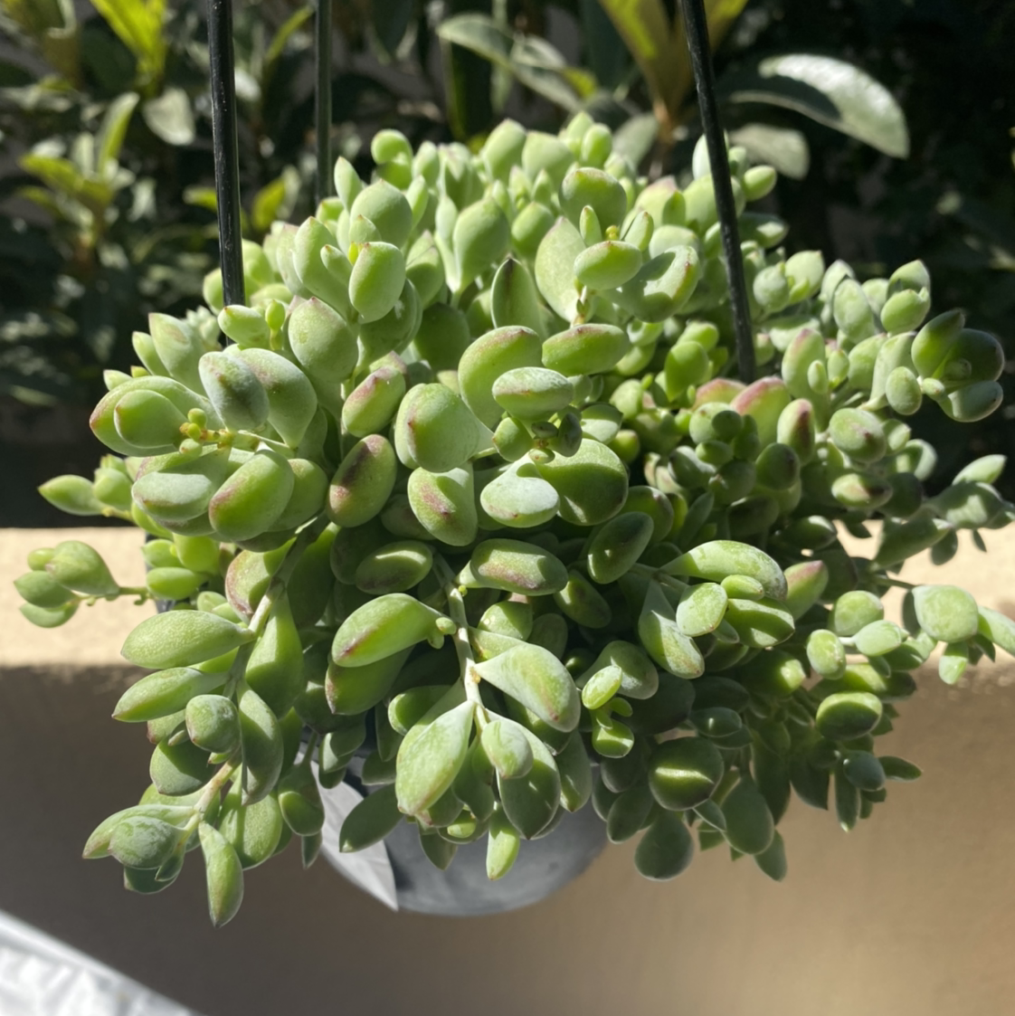 Healthy Cliff Cotyledon succulent in a hanging pot with green leaves.