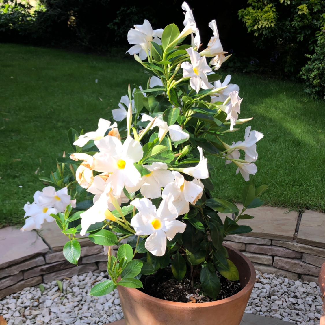 Brazilian Jasmine plant photo by @Hopx named Phyllis on Greg, the plant care app.