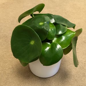 Raindrop Peperomia plant photo by Hopx named Surya on Greg, the plant care app.