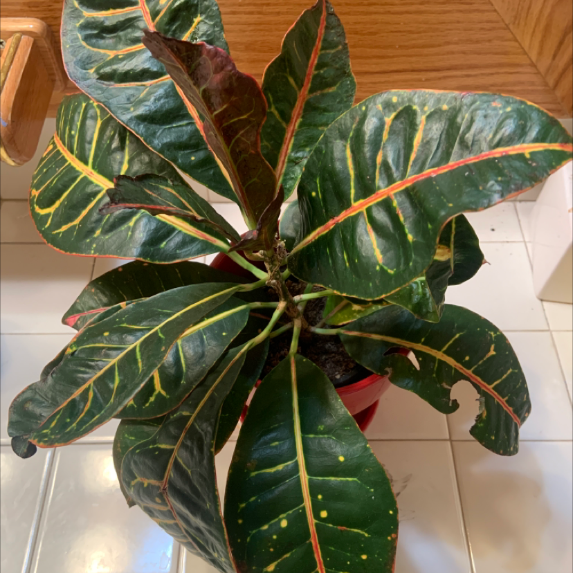 Gold Dust Croton plant photo by @j0rd4n named regganald on Greg, the plant care app.