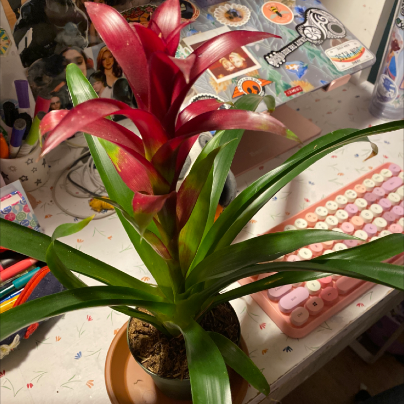 Photo of the plant species Urn Plant by @leilanijpatao named Hope on Greg, the plant care app