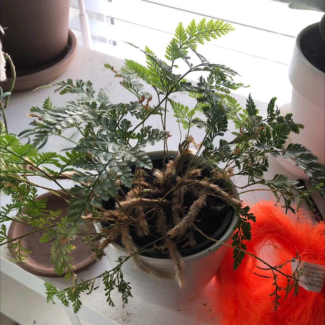 Potted Black Spleenwort plant with fern-like leaves, some browning, placed near a window.