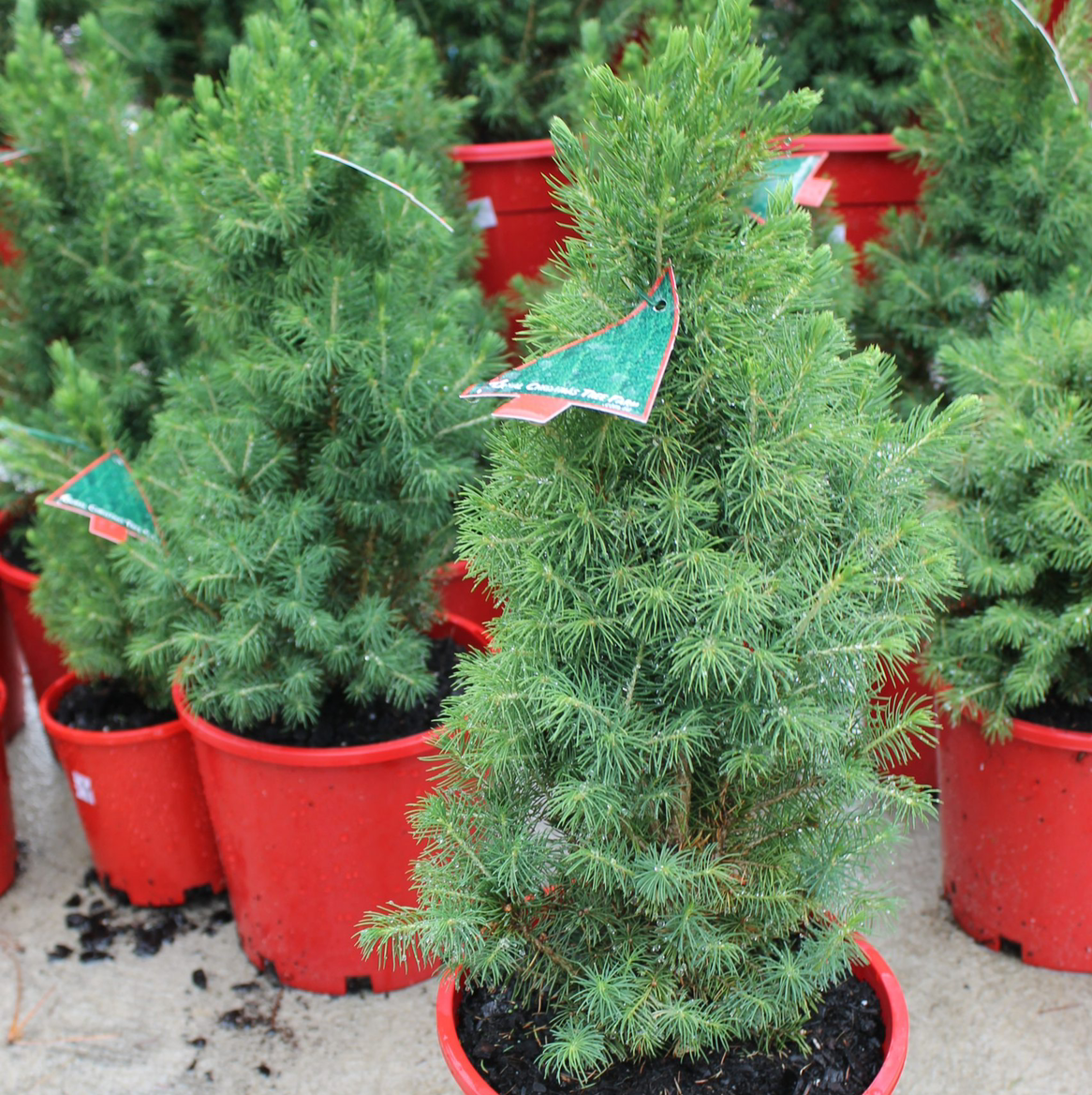 Multiple Picea glauca plants in red pots with healthy green foliage.