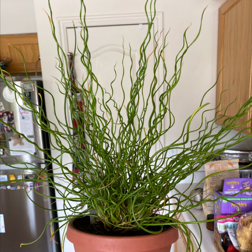 Common Rush plant photo by @NikiePotPie named Corky on Greg, the plant care app.