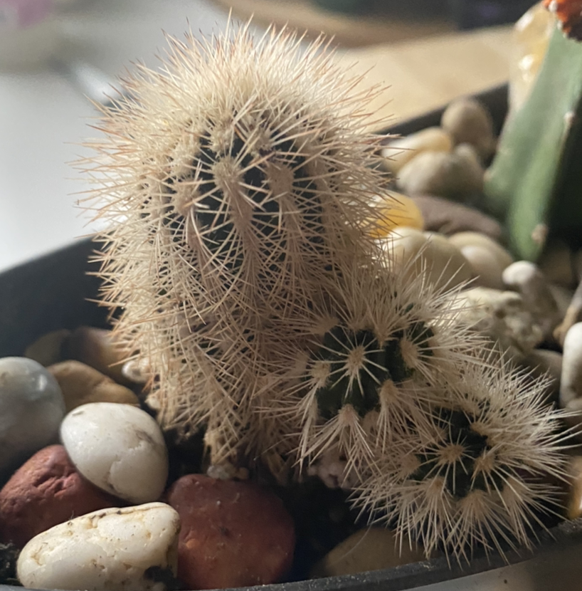 Texas Rainbow Cactus with multiple stems surrounded by decorative stones.