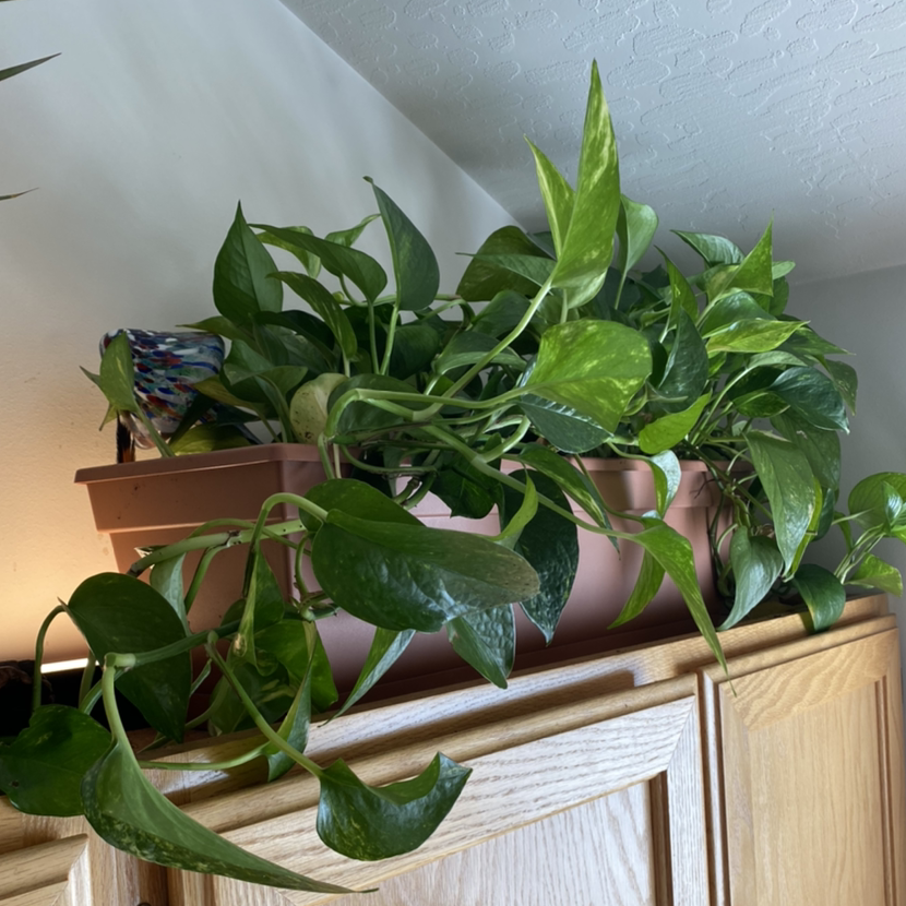 Taro Vine plant photo by @NikiePotPie named Goldie Locks on Greg, the plant care app.