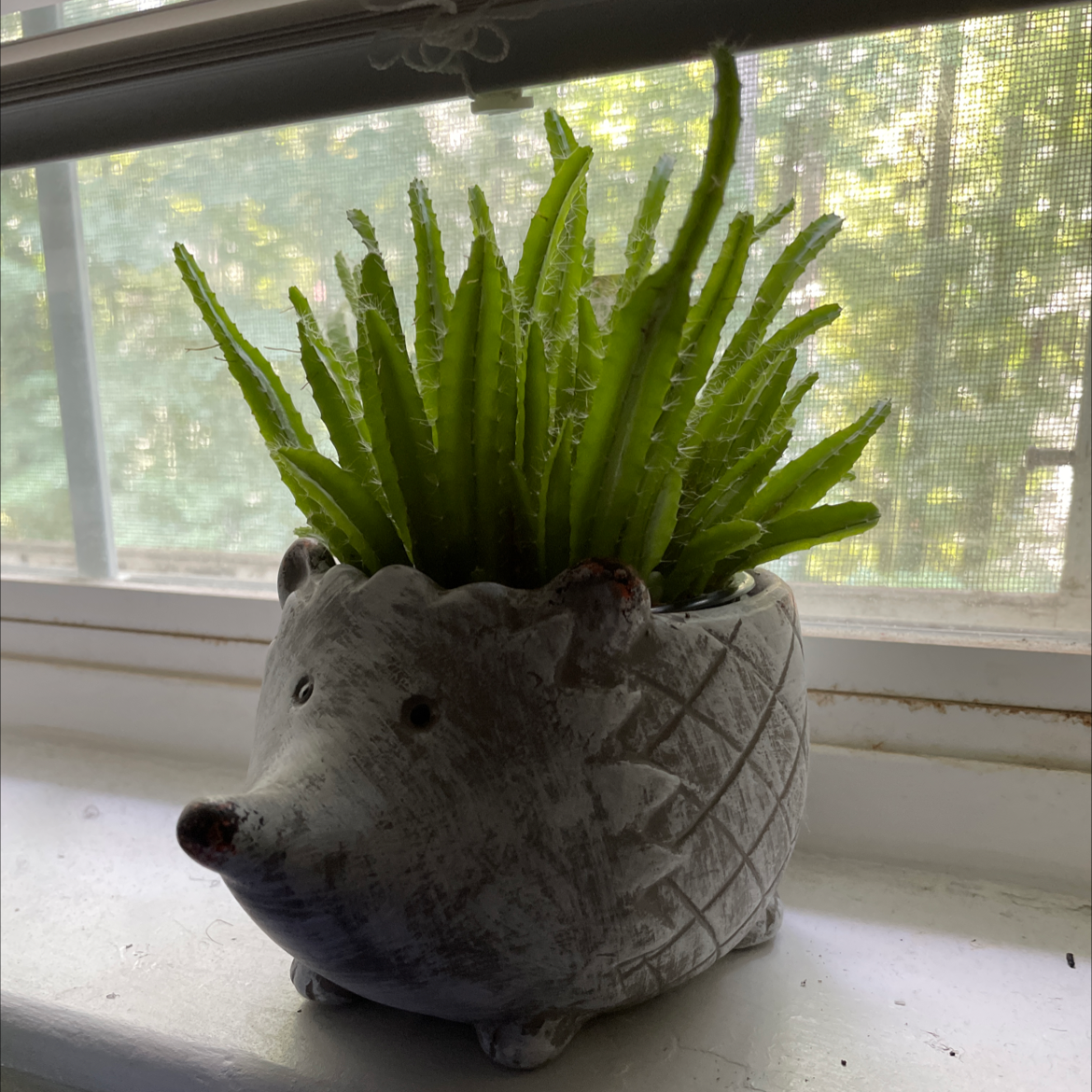 Zulu Giant plant in a hedgehog-shaped pot on a windowsill with a view of trees outside.