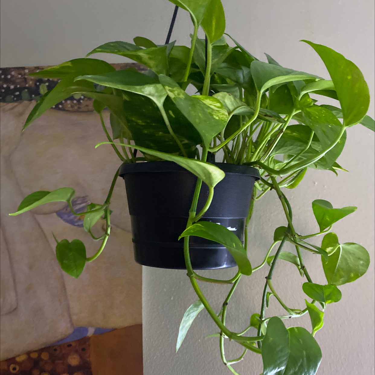 Jade Pothos plant photo by @sofiaavello named Luna on Greg, the plant care app.