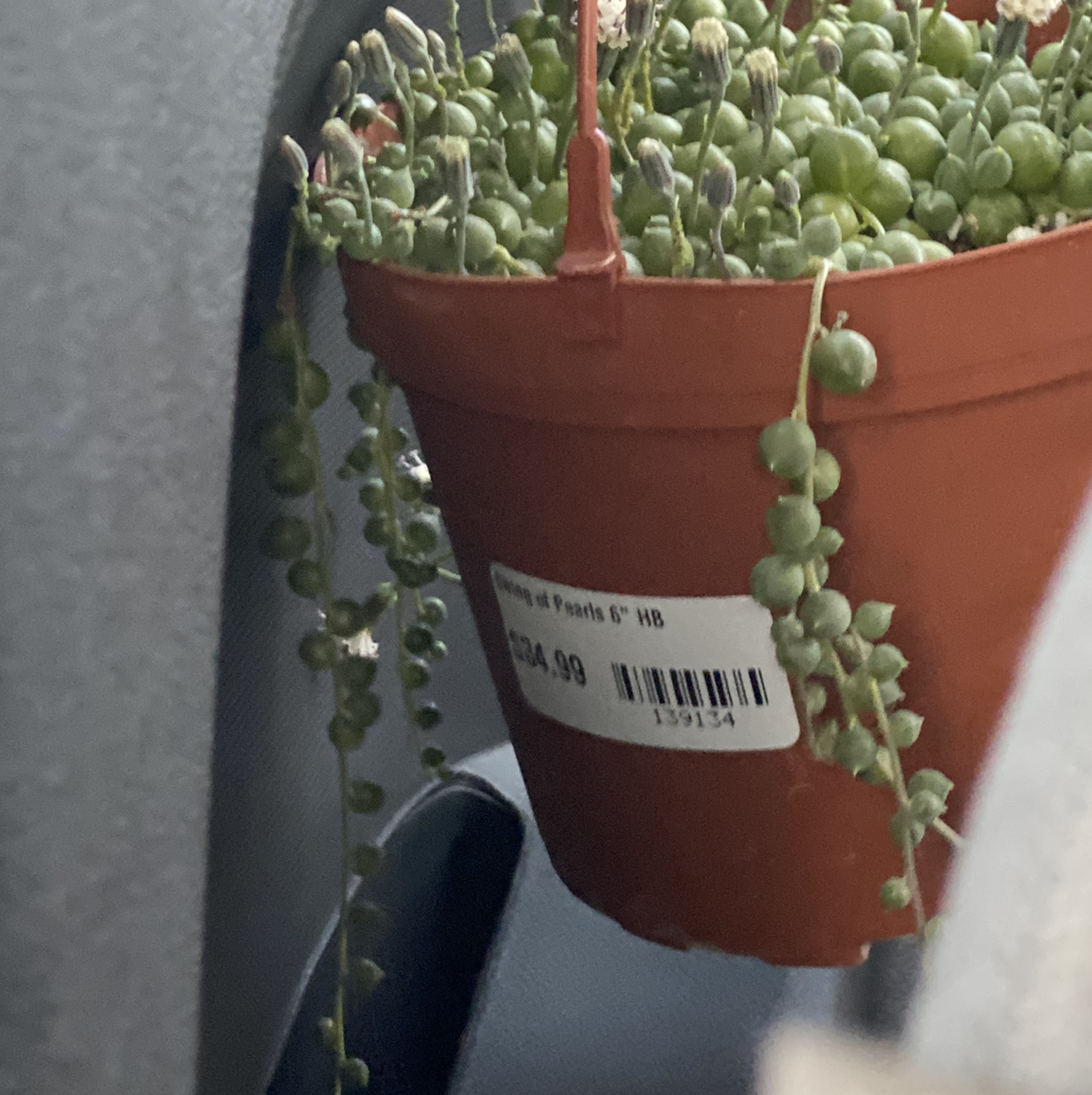 String of Pearls plant photo by @sofiaavello named Pearl on Greg, the plant care app.