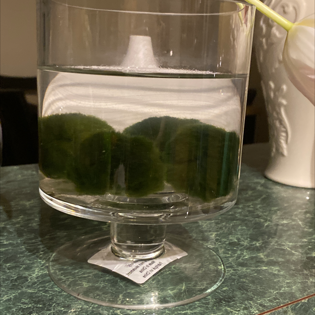 Marimo Moss Balls plant photo by @sofiaavello named Mo on Greg, the plant care app.