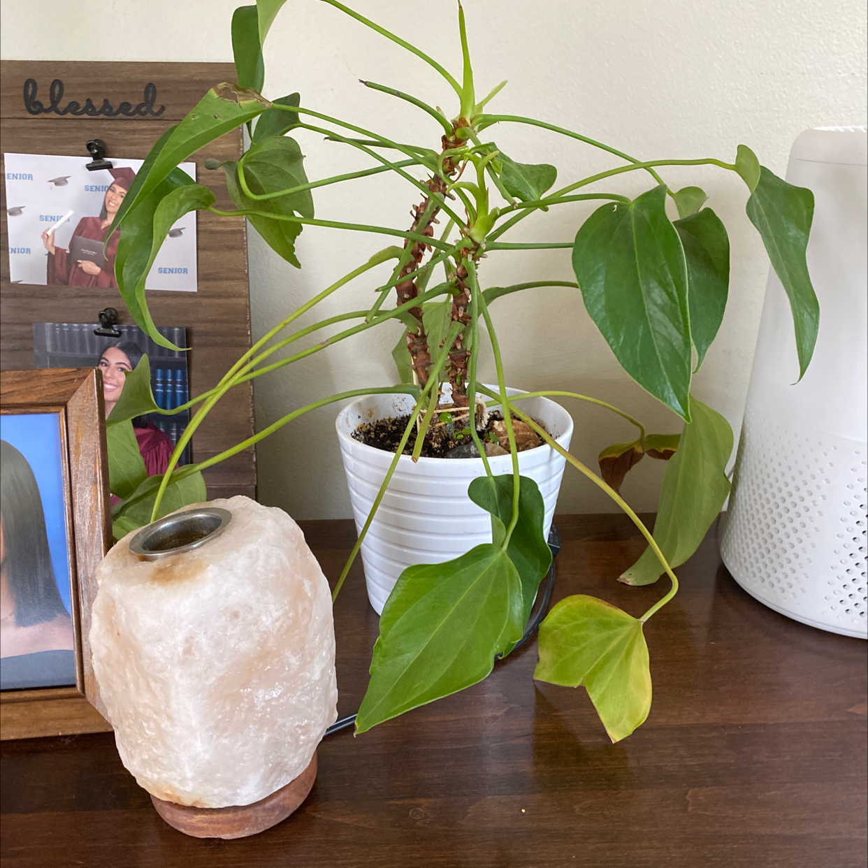 Philodendron Scandens plant photo by @sofiaavello named Marilyn on Greg, the plant care app.