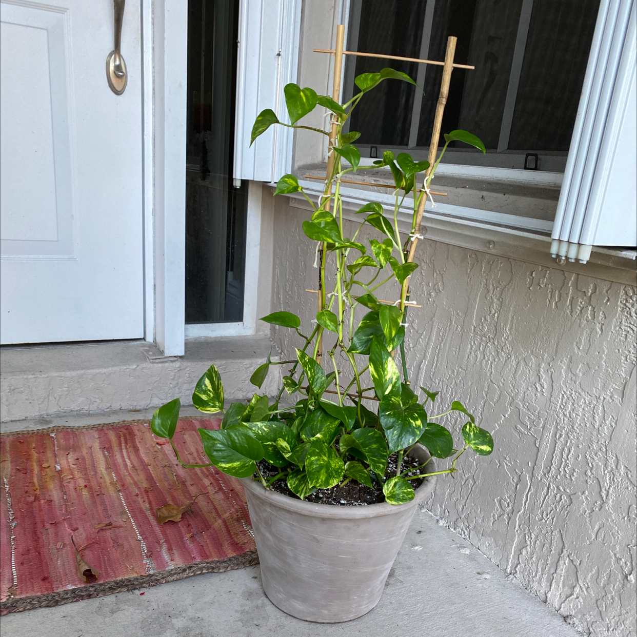 Taro Vine plant photo by @sofiaavello named Gaga on Greg, the plant care app.