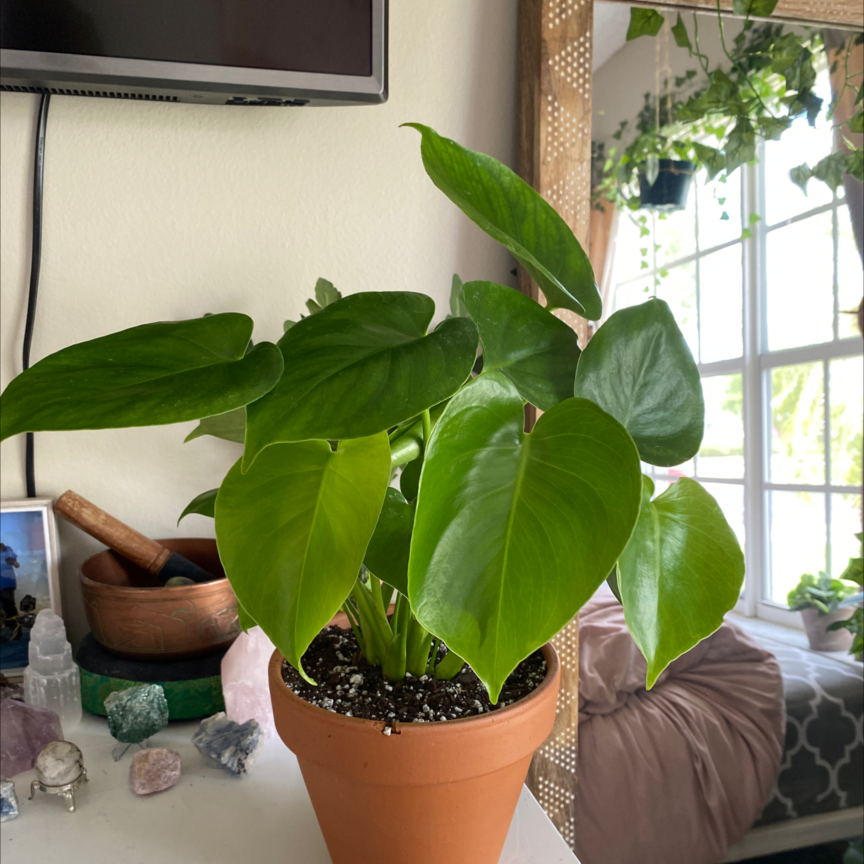 Monstera plant photo by @sofiaavello named Denali on Greg, the plant care app.