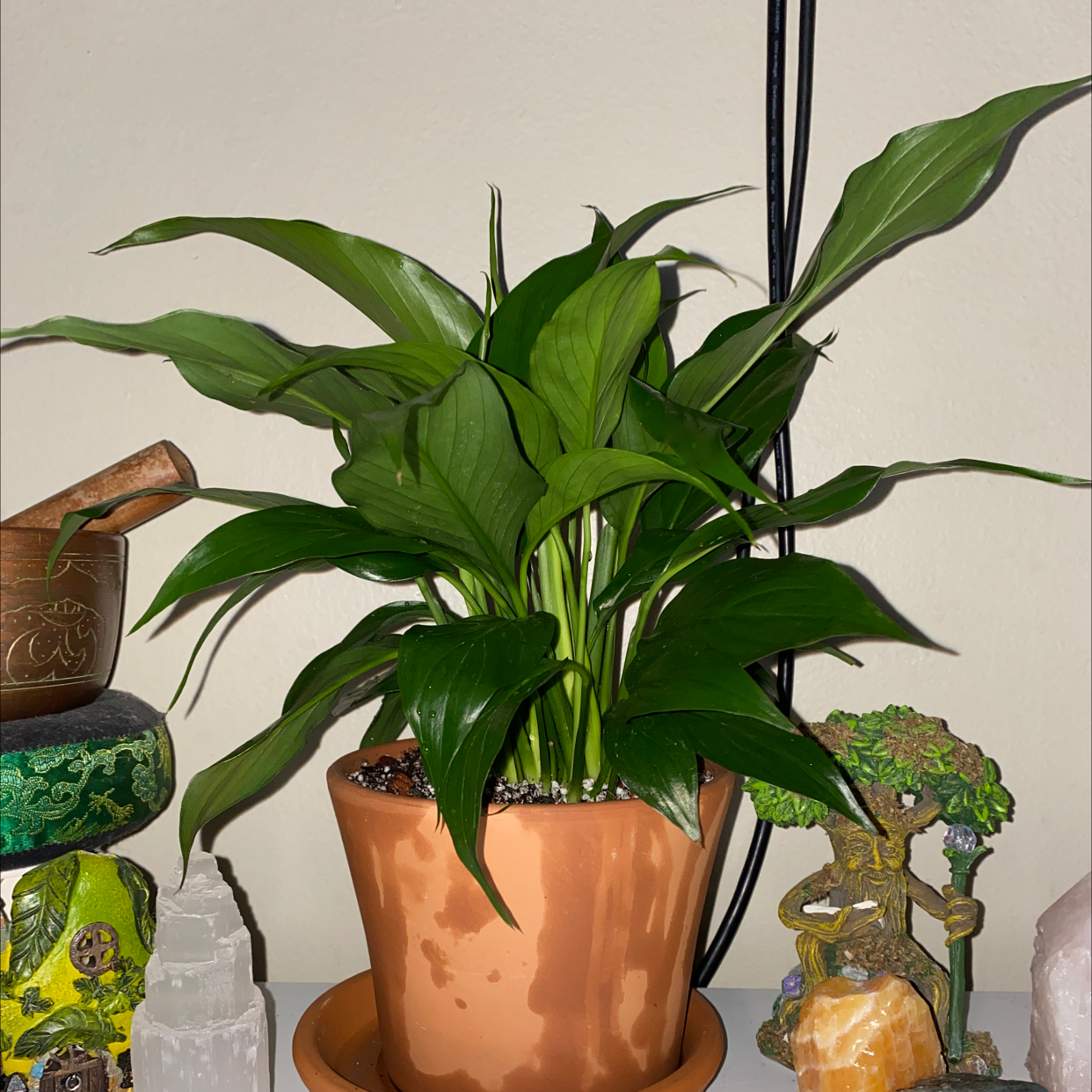 Peace Lily plant photo by @sofiaavello named Lilith on Greg, the plant care app.