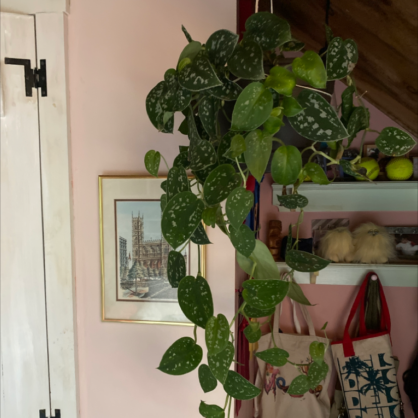 Satin Pothos plant photo by @aburke named harry styles on Greg, the plant care app.
