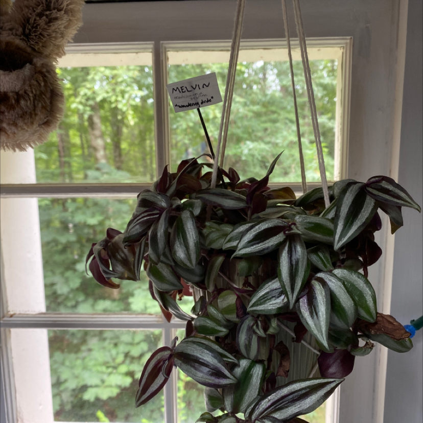 Spiderwort plant photo by @aburke named Melvin on Greg, the plant care app.