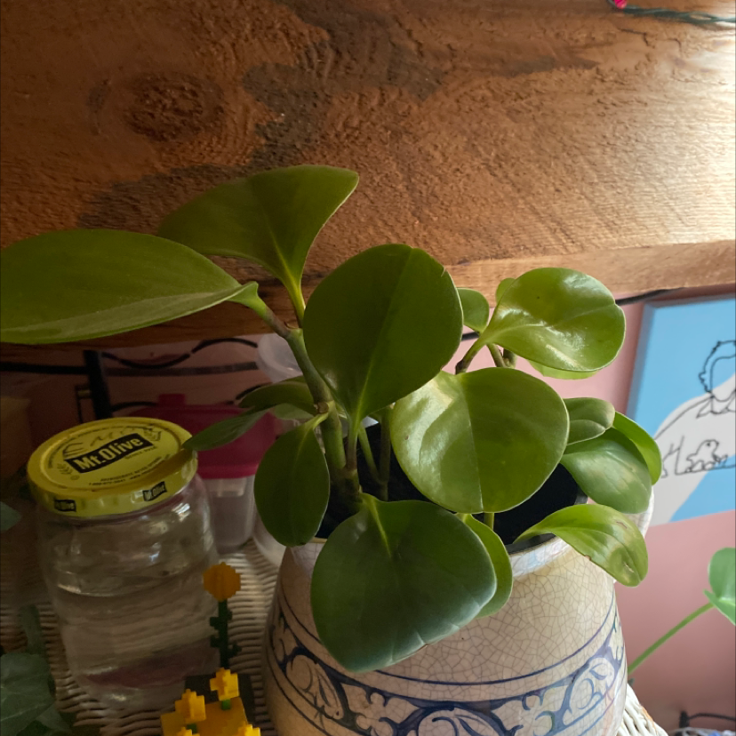 Baby Rubber Plant plant photo by @aburke named planty on Greg, the plant care app.