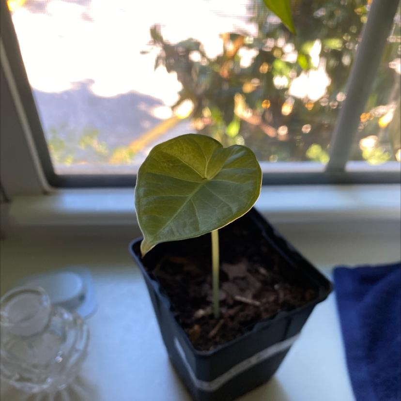 Young Green Velvet Alocasia plant in a pot on a windowsill with visible soil and slight leaf yellowing.